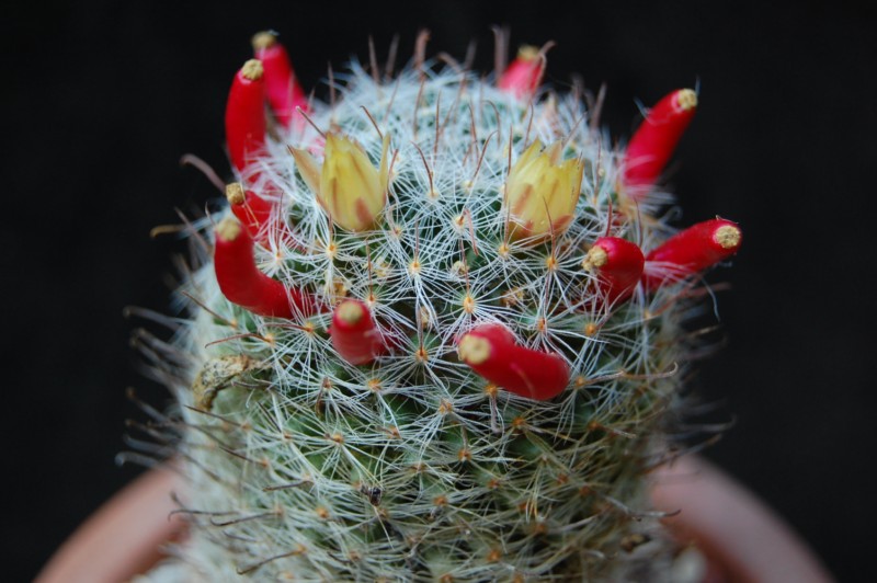 Mammillaria nana K 274