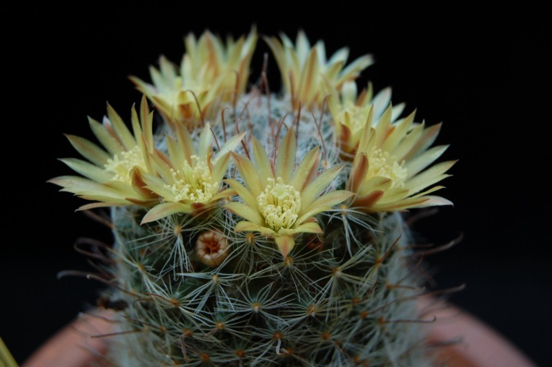 Mammillaria nana K 274