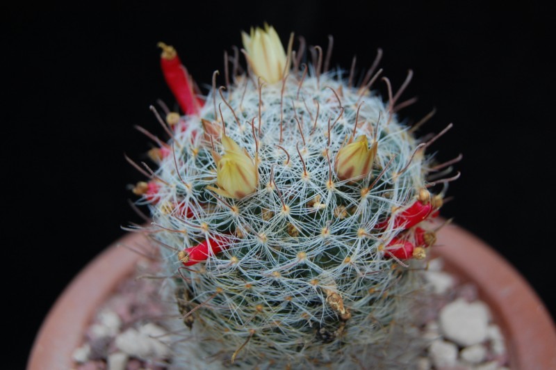 Mammillaria nana K 274