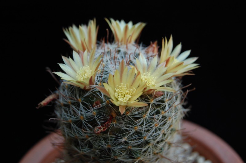 Mammillaria nana K 274