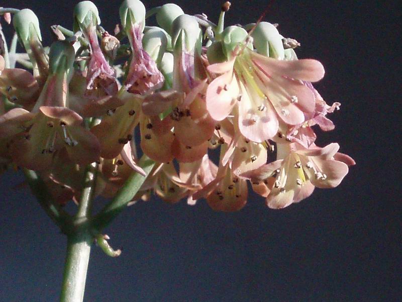 Kalanchoe daigremontiana 