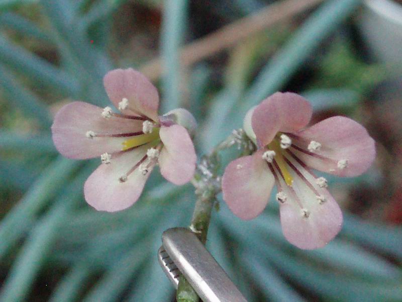 Kalanchoe daigremontiana 