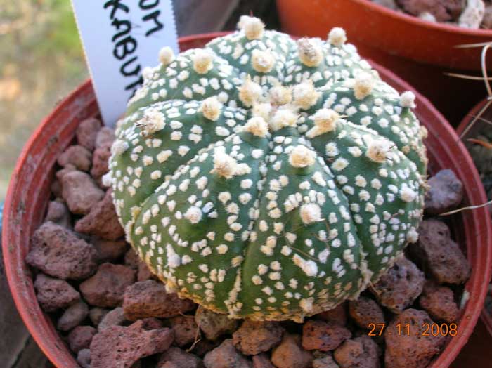 Astrophytum asterias cv. super kabuto 