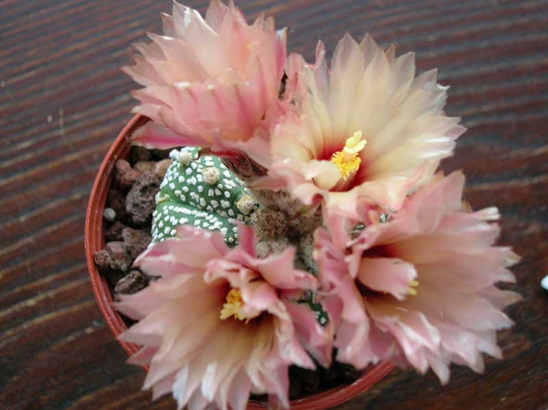 Astrophytum asterias cv. super kabuto 