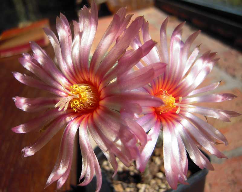 Astrophytum asterias cv. super kabuto 