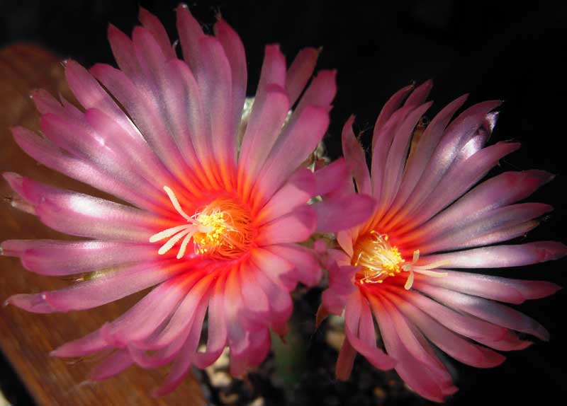 Astrophytum asterias cv. super kabuto 