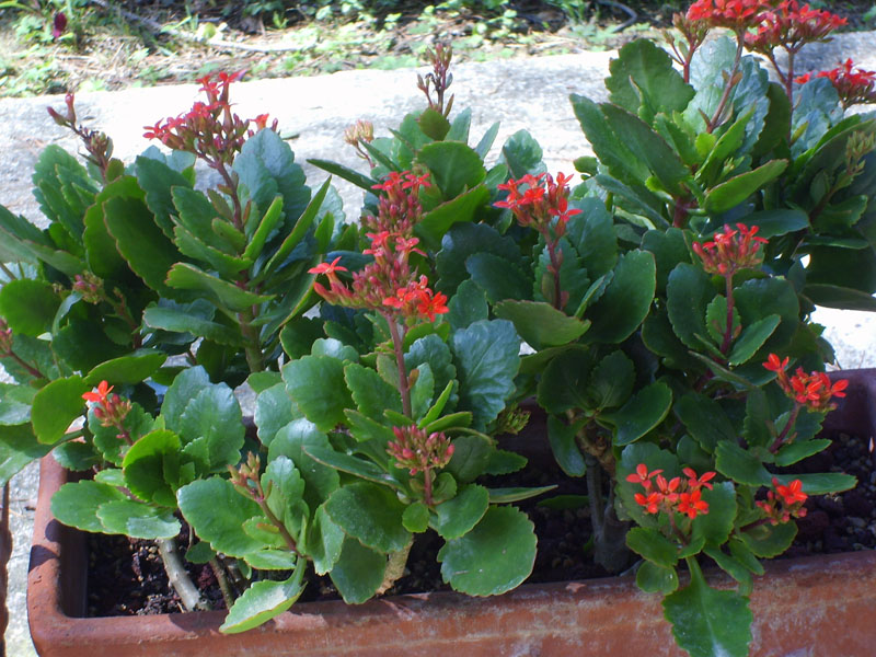 Kalanchoe blossfeldiana 