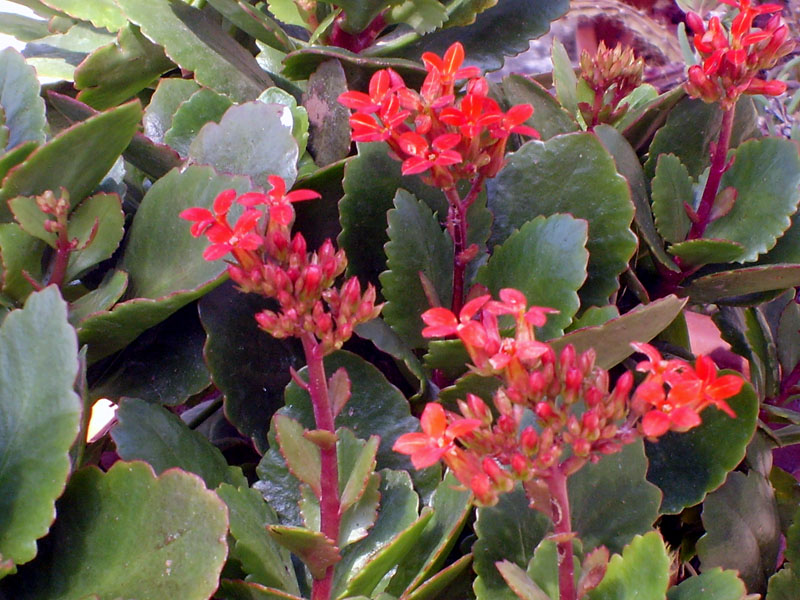 Kalanchoe blossfeldiana 