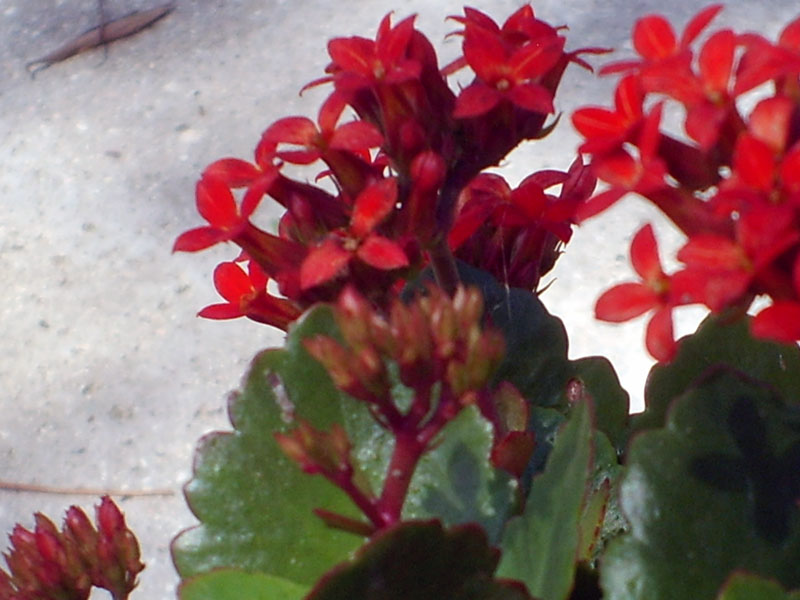 Kalanchoe blossfeldiana 