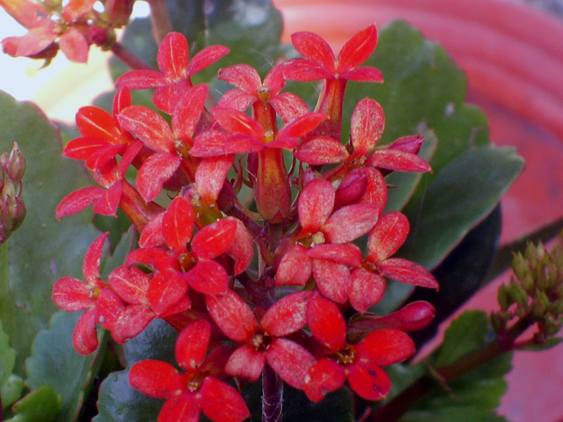 Kalanchoe blossfeldiana 