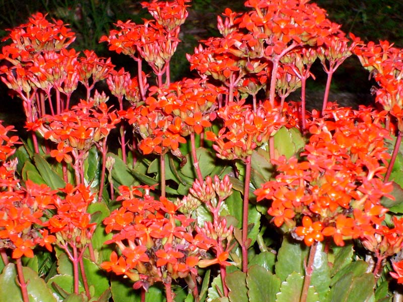 Kalanchoe blossfeldiana 