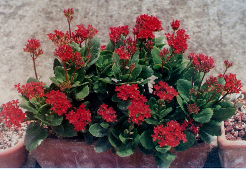 Kalanchoe blossfeldiana 