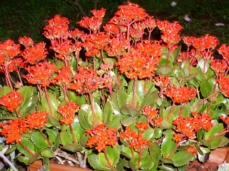 Kalanchoe blossfeldiana 