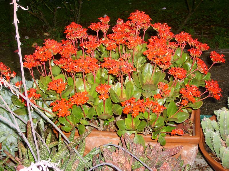 Kalanchoe blossfeldiana 