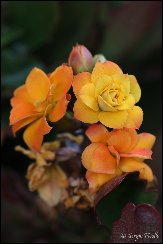 Kalanchoe blossfeldiana cv. calandiva 