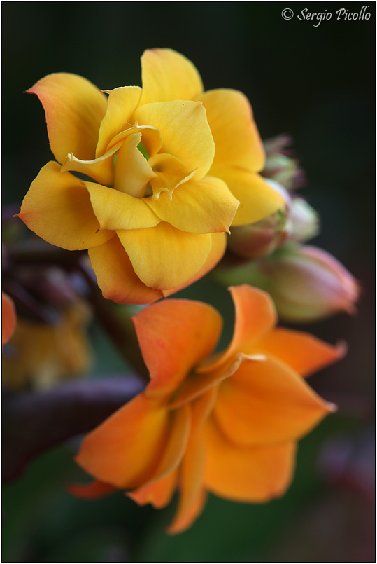 Kalanchoe blossfeldiana cv. calandiva 