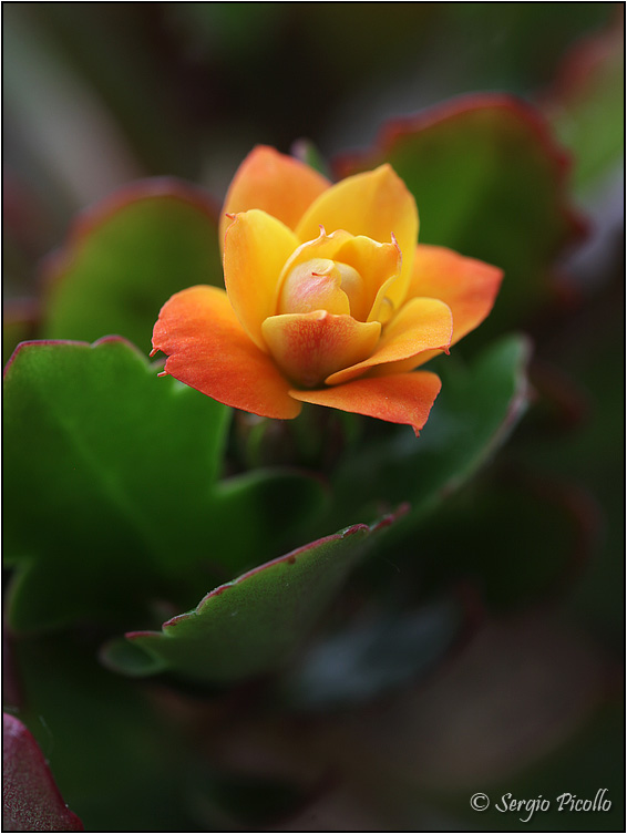 kalanchoe blossfeldiana cv. calandiva