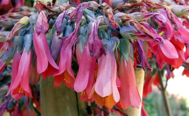 Kalanchoe daigremontiana 