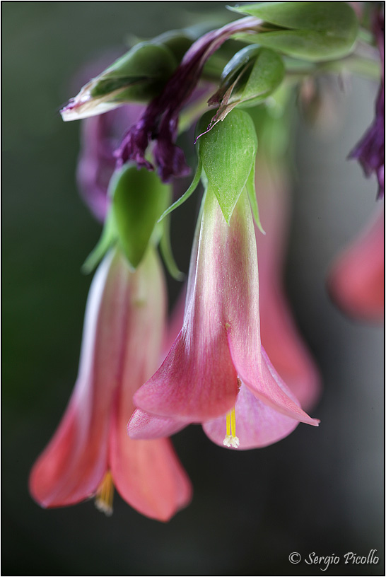 kalanchoe daigremontiana