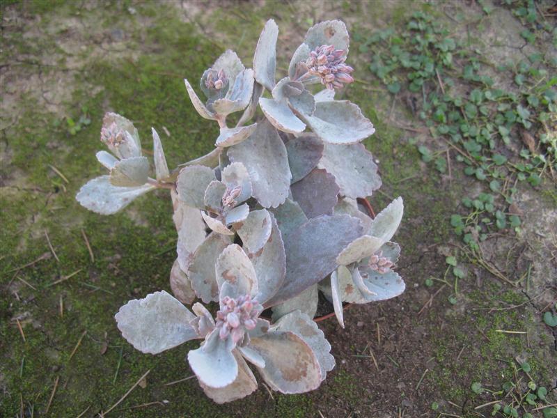 Kalanchoe millotii 