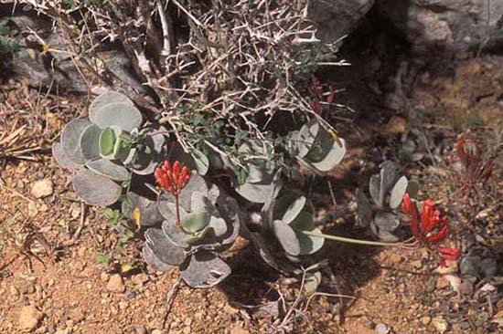 Kalanchoe rotundifolia 