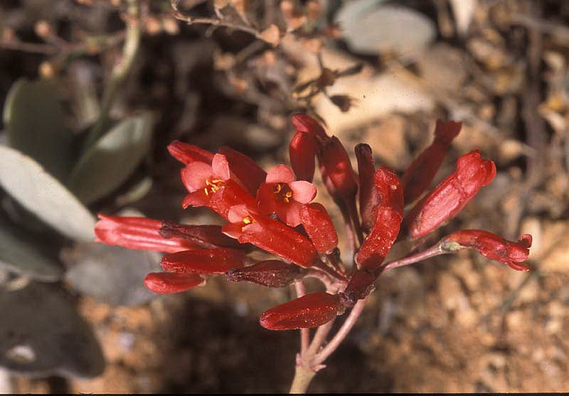 Kalanchoe rotundifolia 