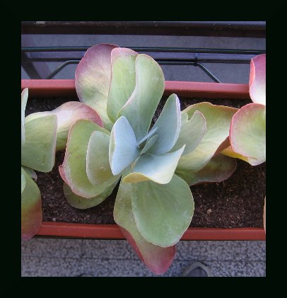 Kalanchoe Thyrsiflora 