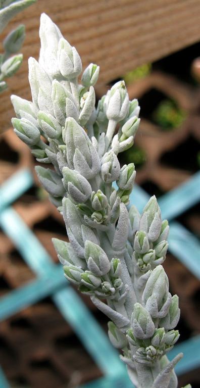 Kalanchoe thyrsiflora 