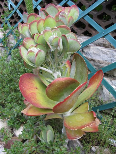 Kalanchoe thyrsiflora cv. red lips 