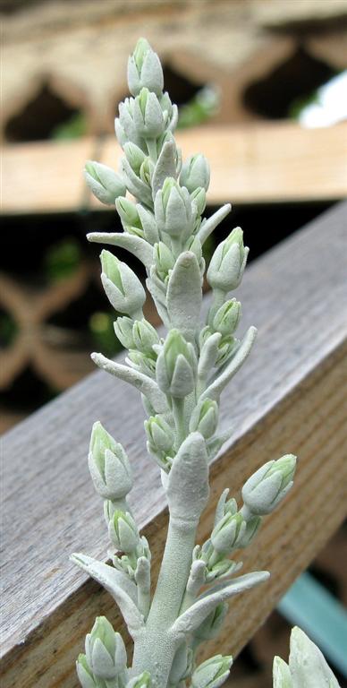 Kalanchoe thyrsiflora 