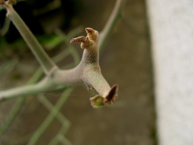 Euphorbia kamponii 