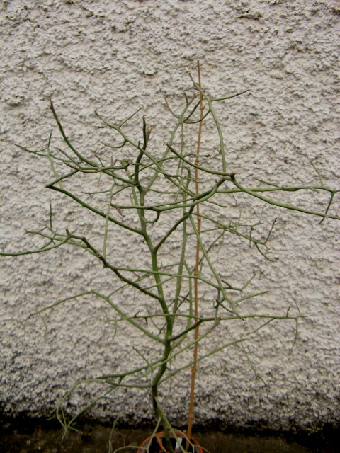 Euphorbia kamponii 