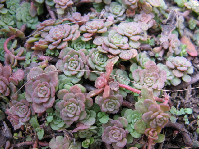 Sedum kamtschaticum 