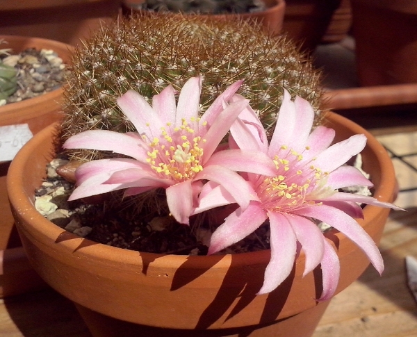 rebutia kariusiana