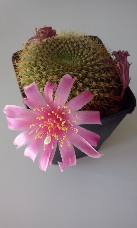 Rebutia kariusiana 