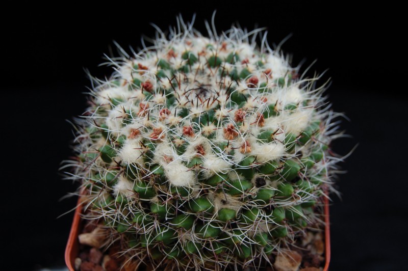 Mammillaria karwinskiana ML 352