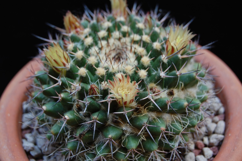 Mammillaria karwinskiana ML 352