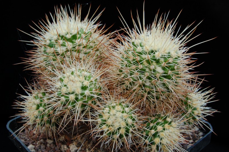 Mammillaria karwinskiana ssp. beiselii 