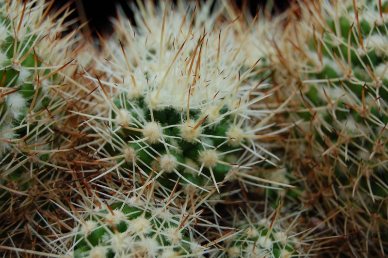 Mammillaria karwinskiana ssp. beiselii 