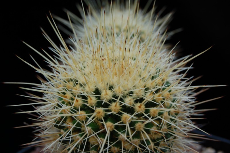 Mammillaria karwinskiana ssp. beiselii 