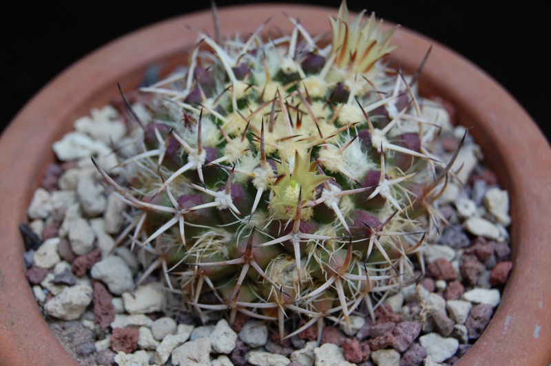 Mammillaria karwinskiana ssp. nejapensis JMC 1718