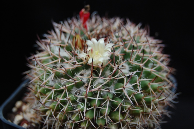 Mammillaria karwinskiana SB 605