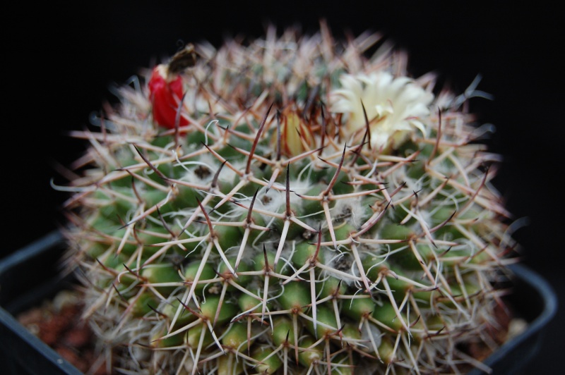 Mammillaria karwinskiana SB 605