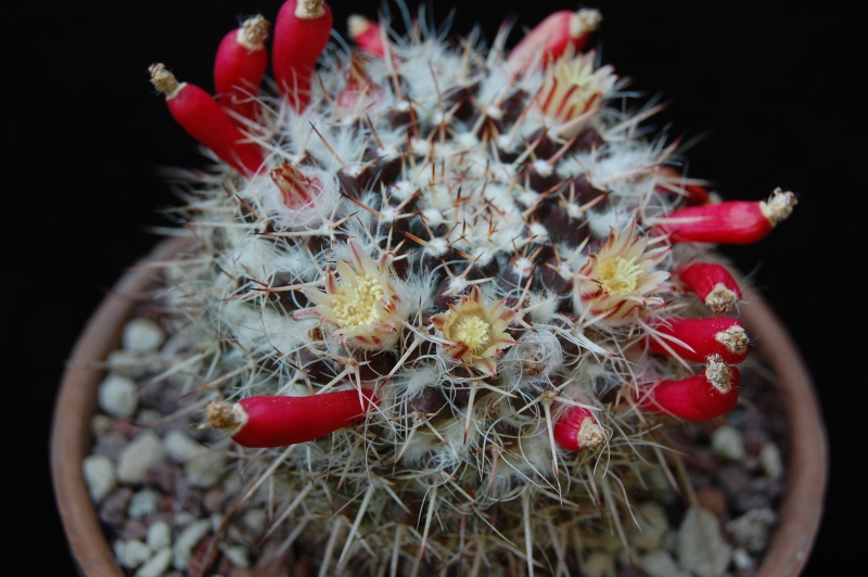 Mammillaria karwinskiana ssp. nejapensis SB 583