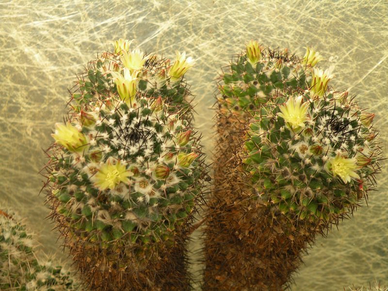 Mammillaria karwinskiana 