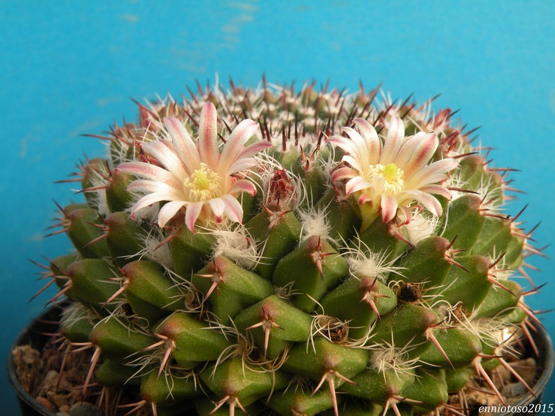 Mammillaria karwinskiana ML 384