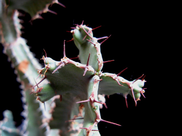 Euphorbia keithii 