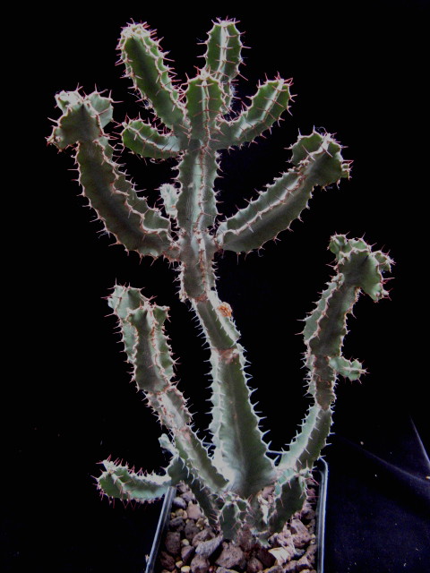 Euphorbia keithii 