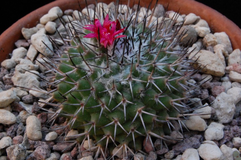 Mammillaria kelleriana WTH 150