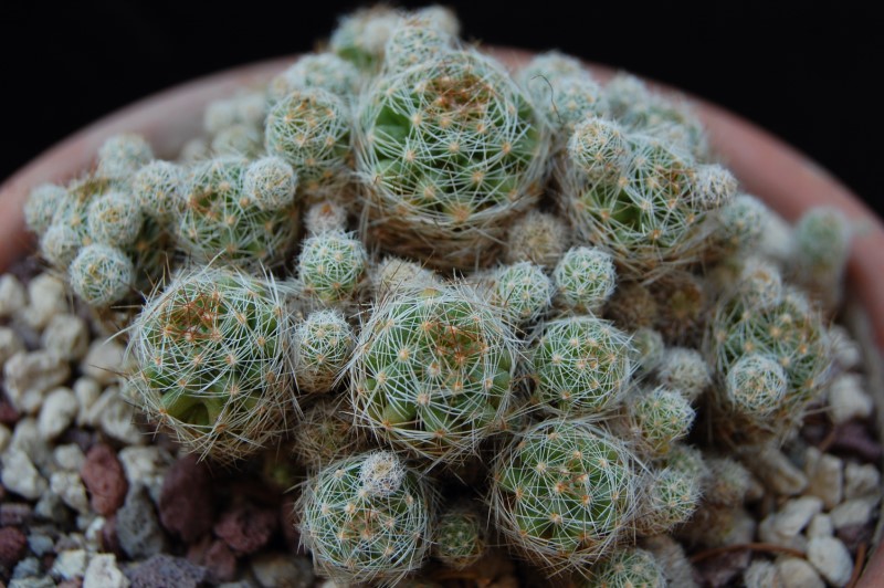 Mammillaria vetula ssp. gracilis 